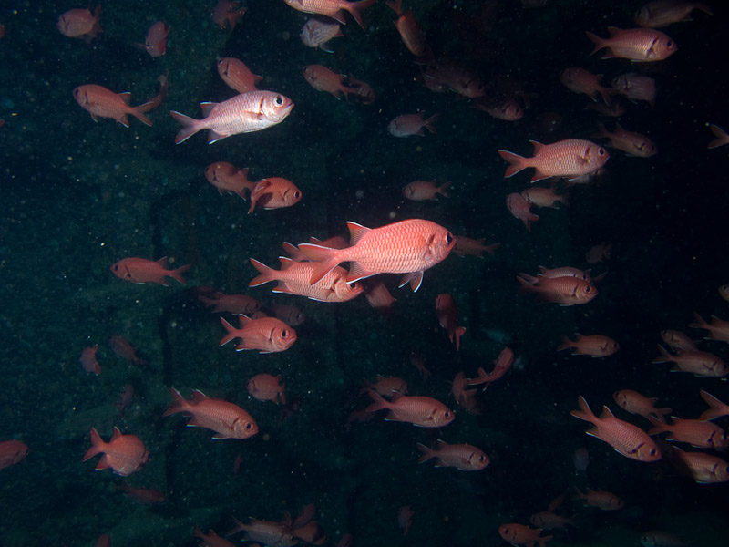 Photo at SS Thistlegorm:  Pinecone soldierfish