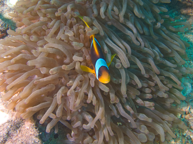 Photo at SS Thistlegorm:  Twoband anemonefish