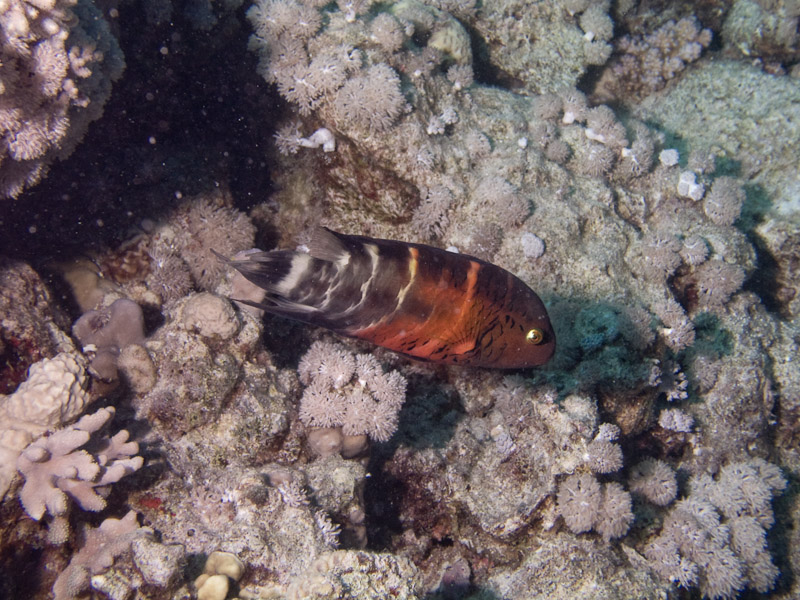 Photo at Beacon Rock:  Redbreast wrasse