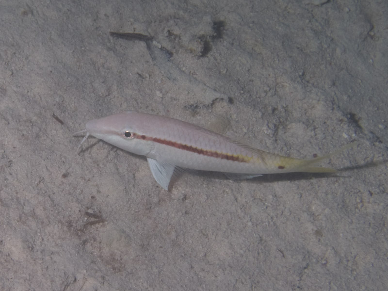 Photo at The Keys:  Red Sea goatfish