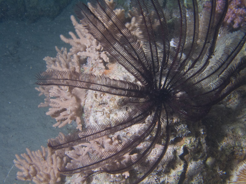 Photo at The Keys:  Crinoid feather star