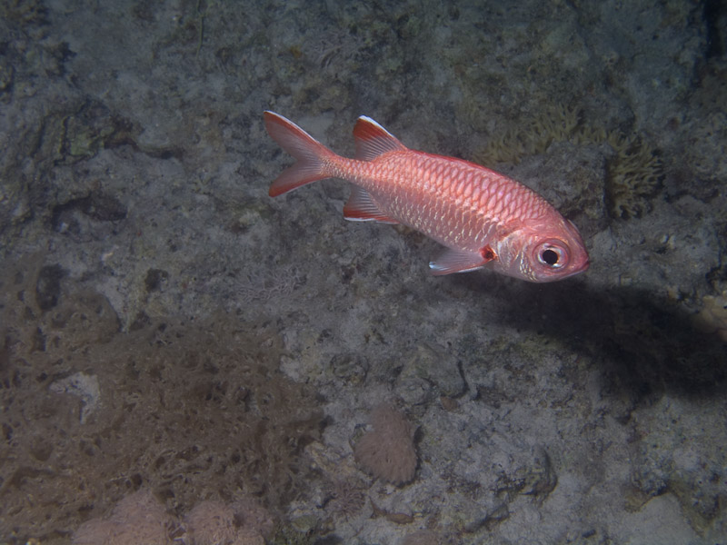 Photo at The Keys:  Pinecone soldierfish