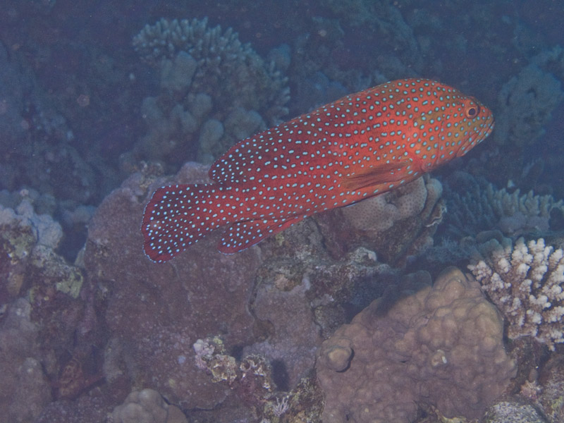 Photo at Ras Ghazlani:  Coral hind