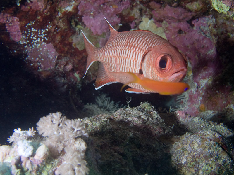 Photo at Jackson Reef:  Pinecone soldierfish