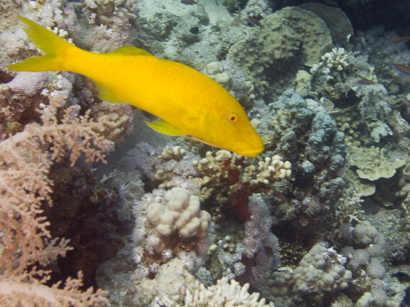 Photo at Jackson Reef:  Goldsaddle goatfish