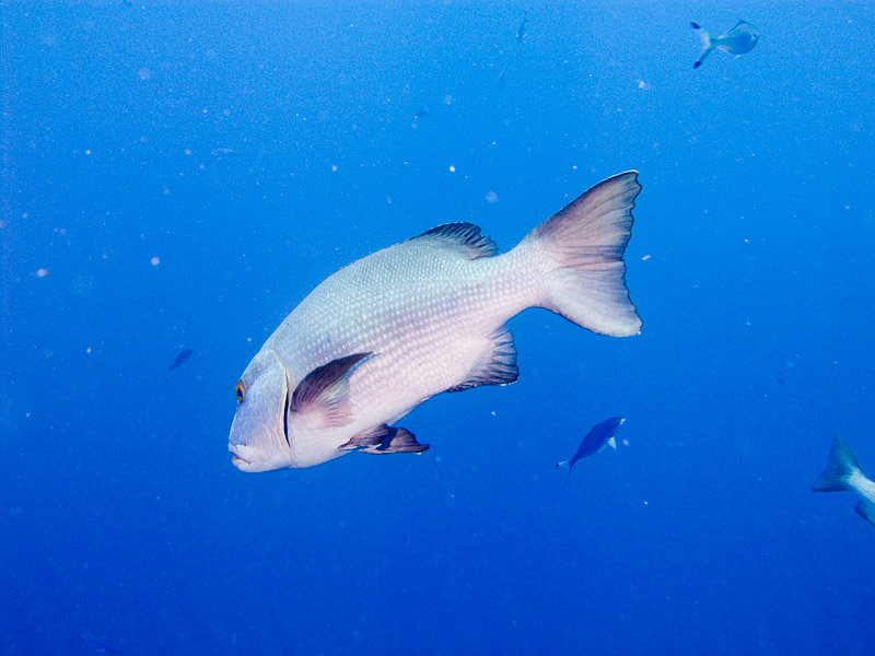 Photo at Shark & Yolanda Reefs:  Two-spot red snapper
