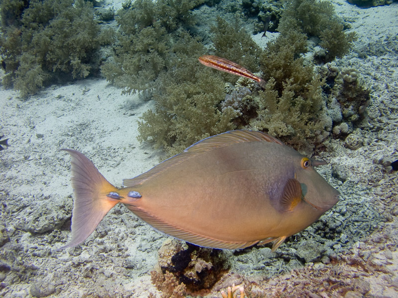 Photo at Shark & Yolanda Reefs:  Bluespine unicornfish
