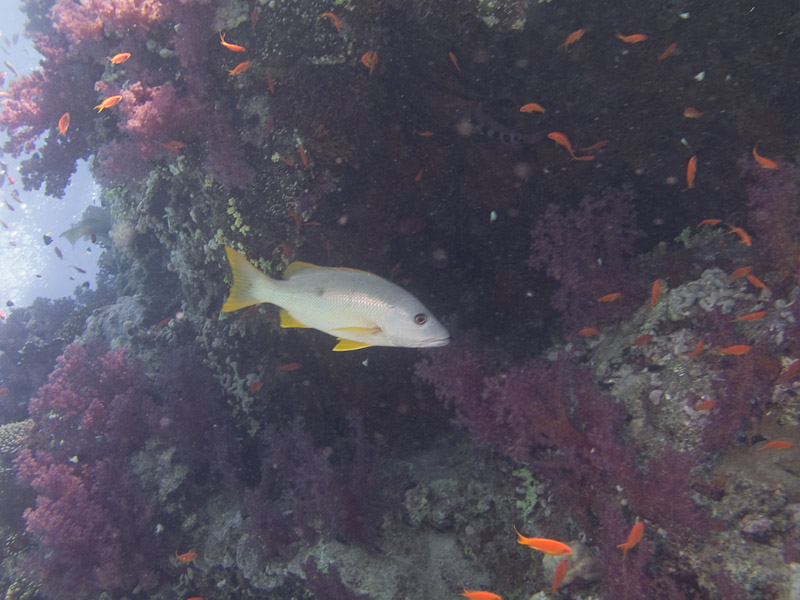 Photo at Shark & Yolanda Reefs:  Onespot snapper