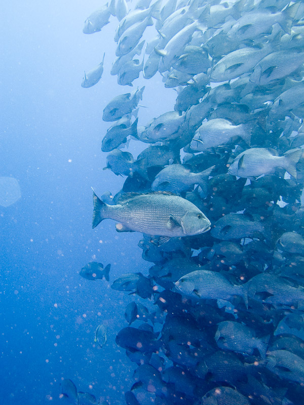 Photo at Shark & Yolanda Reefs:  Two-spot red snapper