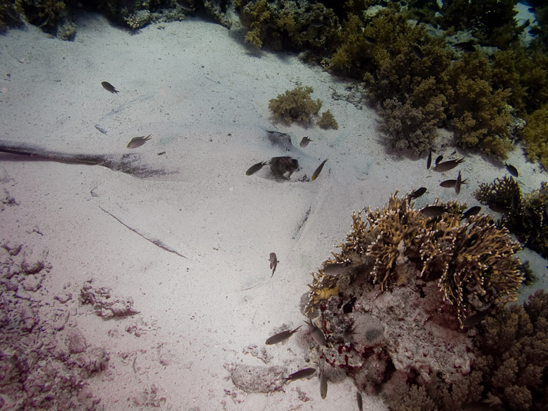 Photo at Shark & Yolanda Reefs:  Cowtail stingray