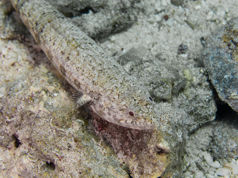 Photo at Shark & Yolanda Reefs:  Gracile lizardfish