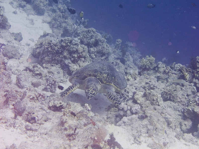 Photo at Shark & Yolanda Reefs:  Hawksbill Turtle