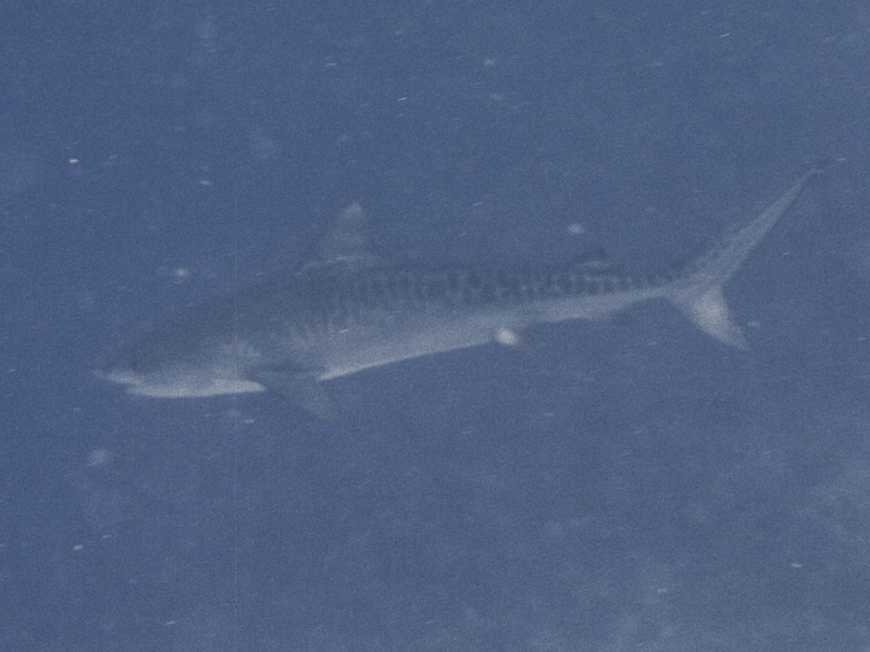 Photo at Shark & Yolanda Reefs:  Tiger shark