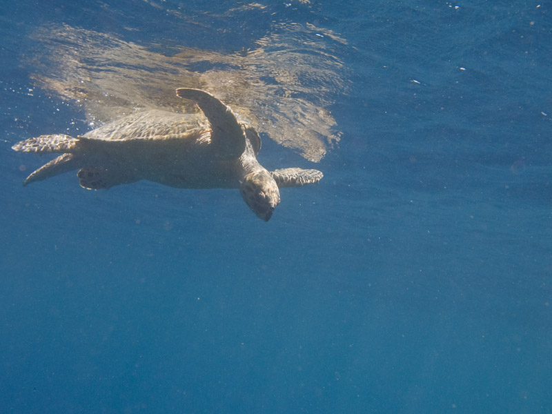 Photo at Shark & Yolanda Reefs:  Hawksbill Turtle