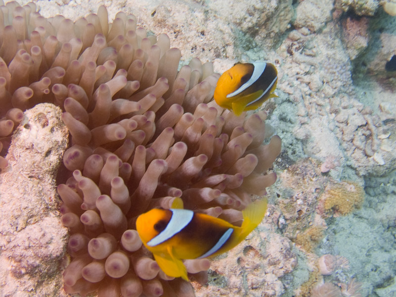 Photo at Fiddle Garden:  Twoband anemonefish