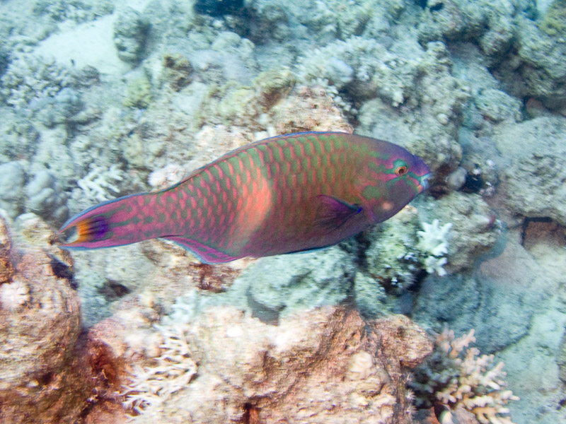 Photo at Ras Caty:  Purple-brown parrotfish