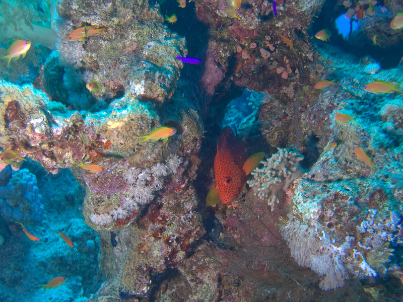 Photo at Ras Caty:  Coral hind