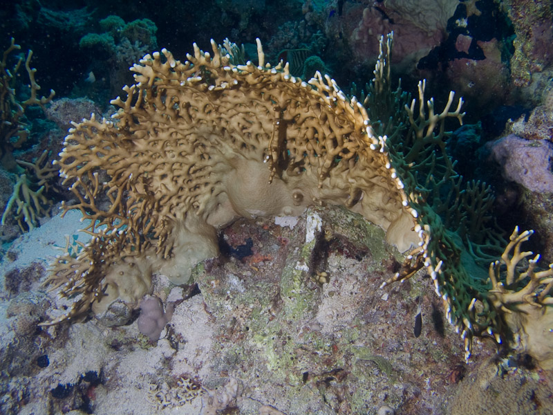 Photo at Ras Caty:  Fire Coral