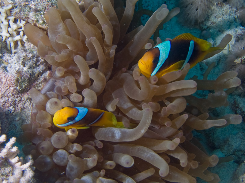 Photo at Fiddle Garden:  Twoband anemonefish