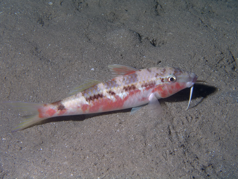Photo at Movenpick Reef:  Freckled goatfish