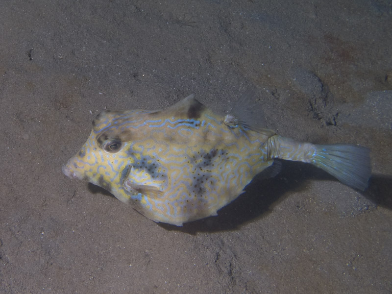 Photo at Movenpick Reef:  Humpback turretfish