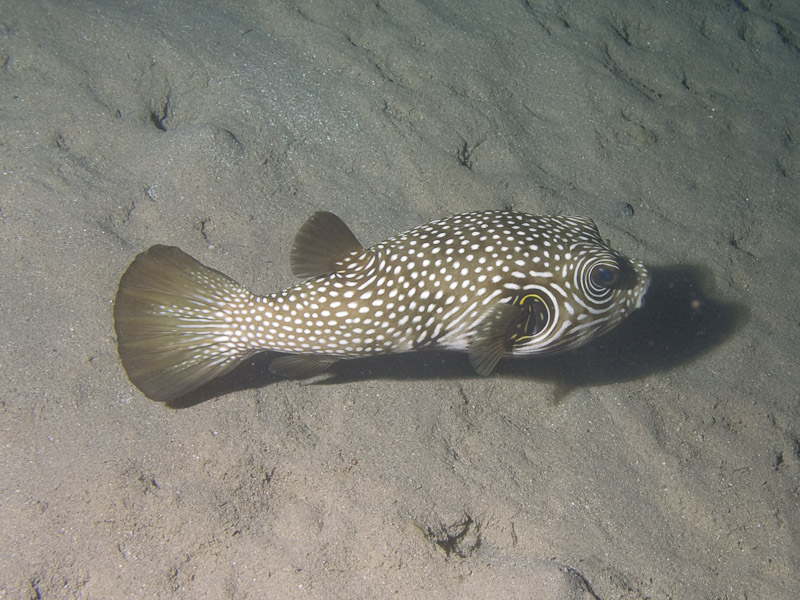 Photo at Movenpick Reef:  White-spotted puffer