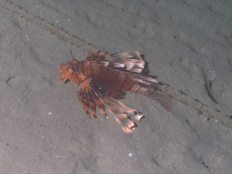Photo at Movenpick Reef:  Devil firefish
