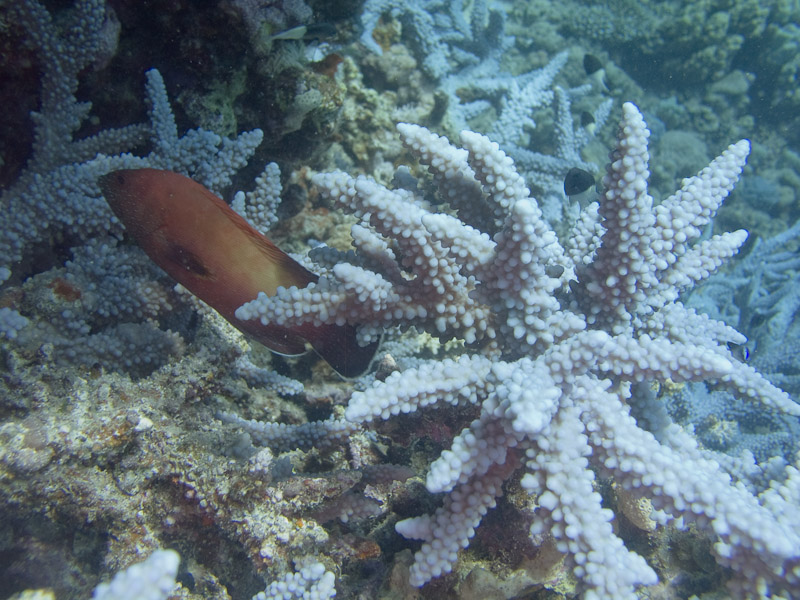 Photo at Ras Ghazlani:  Coral hind