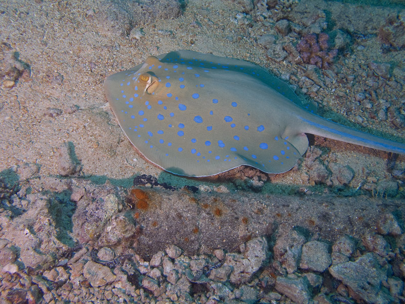 Photo at Shark & Yolanda Reefs:  Bluespotted ribbontail ray