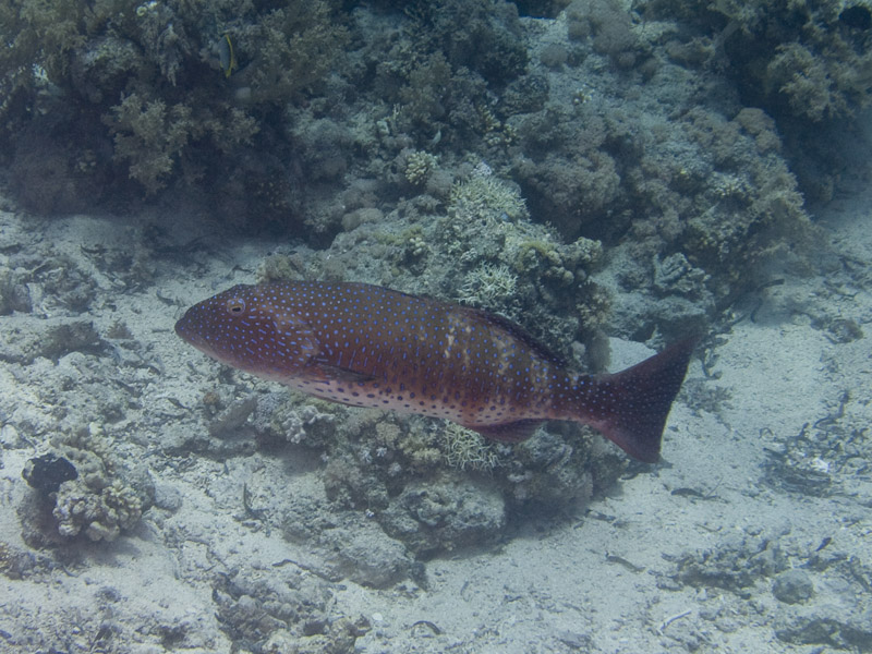 Photo at Shark & Yolanda Reefs:  Red Sea coralgrouper