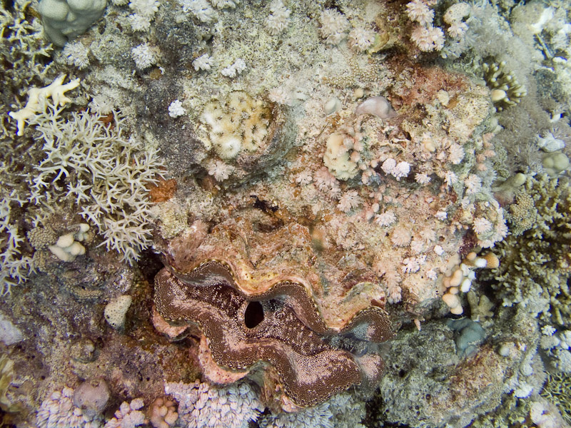 Photo at Shark & Yolanda Reefs:  Giant Clam