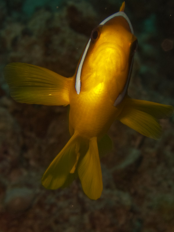 Photo at Ras Caty:  Twoband anemonefish