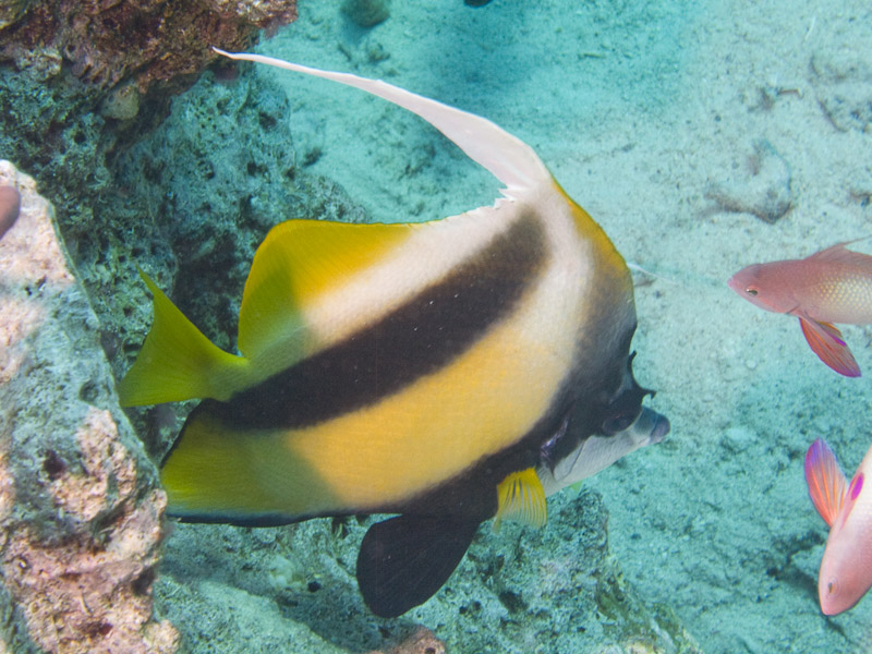 Photo at Ras Caty:  Red Sea bannerfish