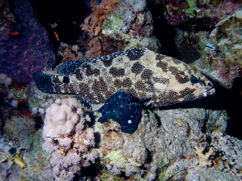 Photo at Jackson Reef:  Potato grouper