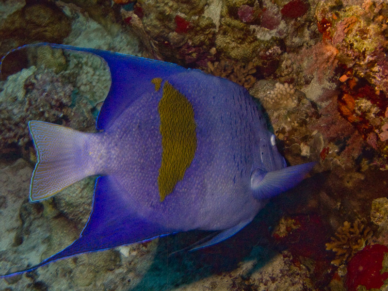 Photo at Jackson Reef:  Yellowbar angelfish