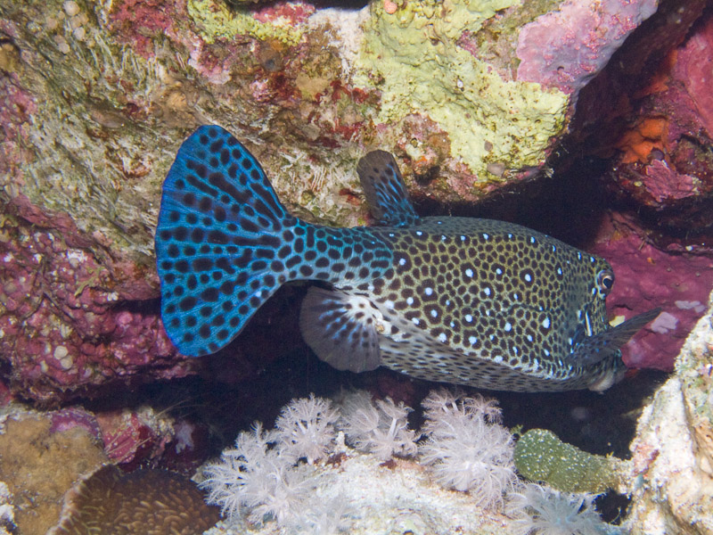 Photo at Jackson Reef:  Yellow boxfish