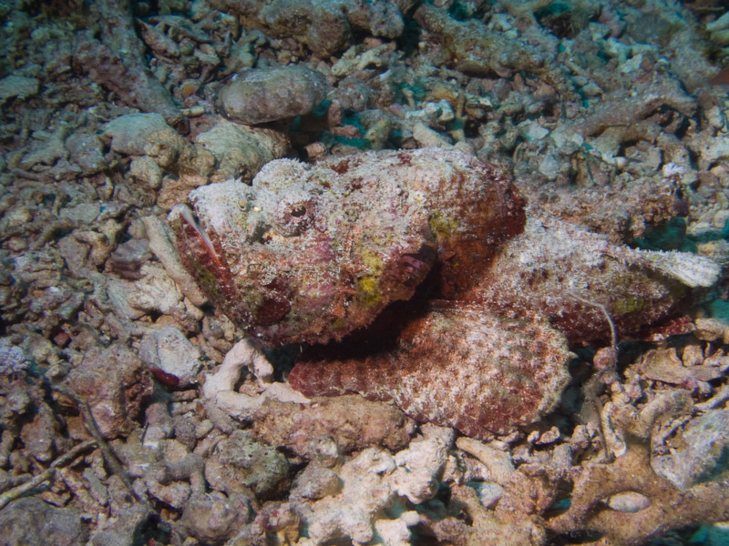 Photo at Jackson Reef:  False stonefish