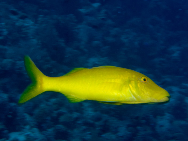 Photo at Thomas Reef:  Goldsaddle goatfish