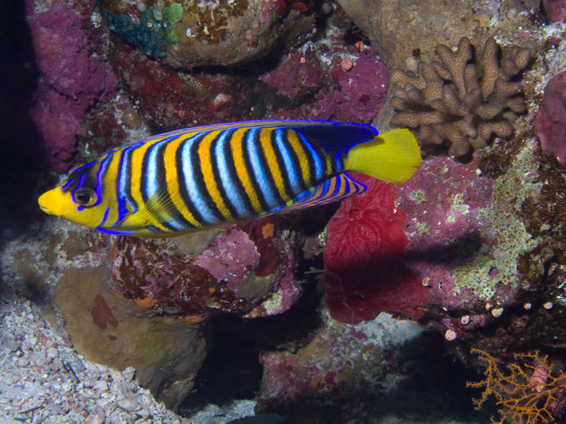 Photo at Thomas Reef:  Royal angelfish