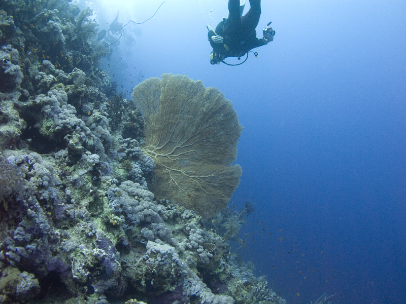 Photo at Thomas Reef:  Gorgonian Sea Fan