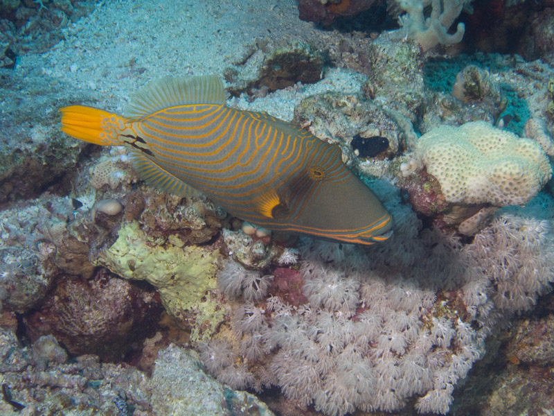 Photo at Shark & Yolanda Reefs:  Orange-lined triggerfish