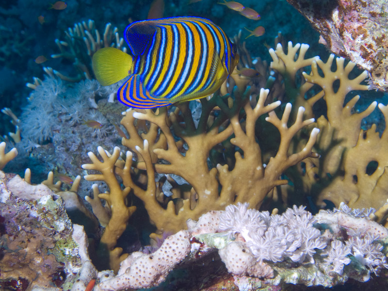 Photo at Shark & Yolanda Reefs:  Royal angelfish