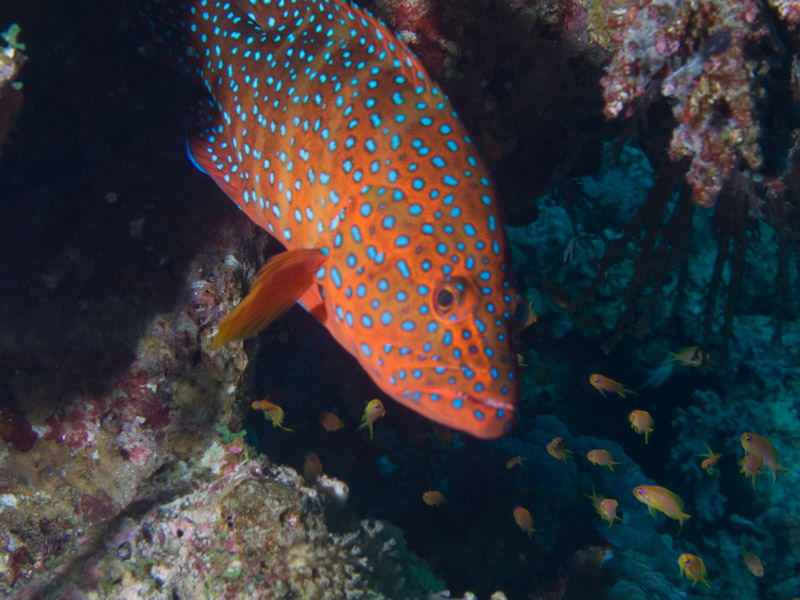 Photo at Shark & Yolanda Reefs:  Coral hind