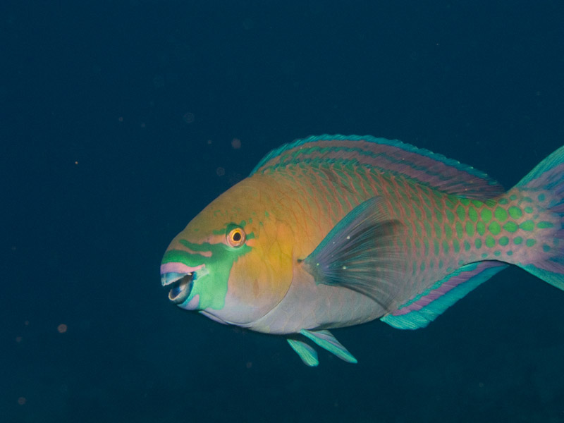 Photo at Dunraven:  Rusty parrotfish