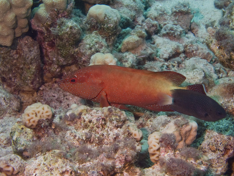 Photo at White Knight:  Coral hind