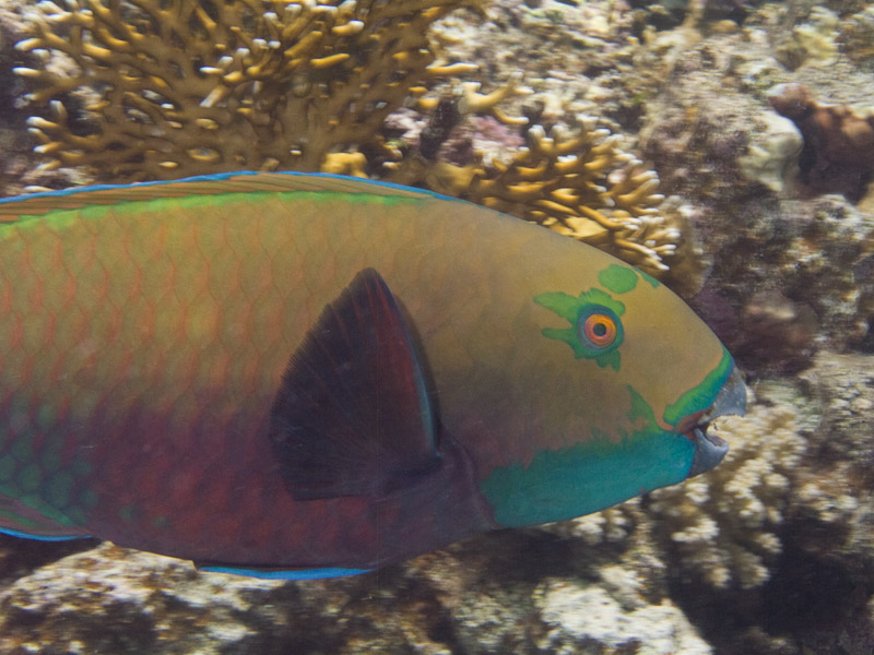 Photo at White Knight:  Heavybeak parrotfish