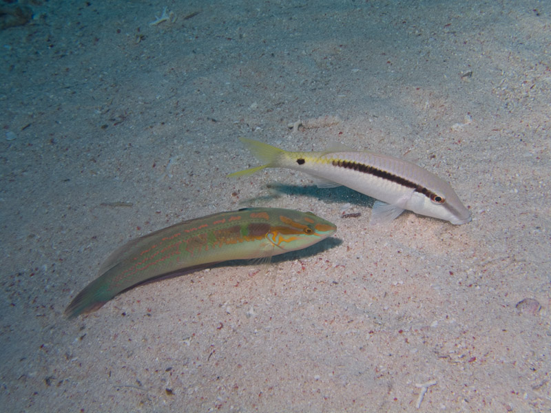 Photo at Shark & Yolanda Reefs:  Red Sea goatfish,Spottail coris
