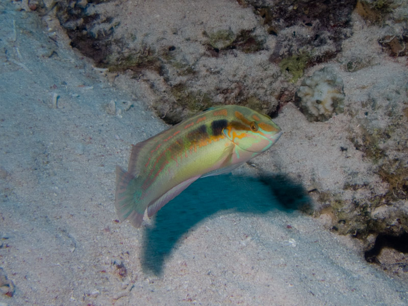 Photo at Shark & Yolanda Reefs:  Spottail coris