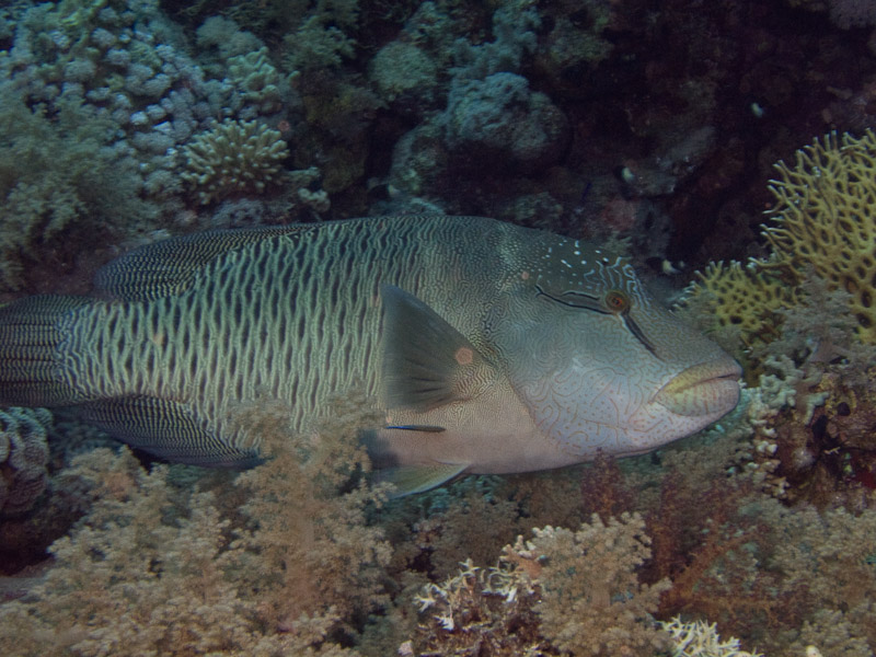 Photo at Shark & Yolanda Reefs:  Humphead wrasse