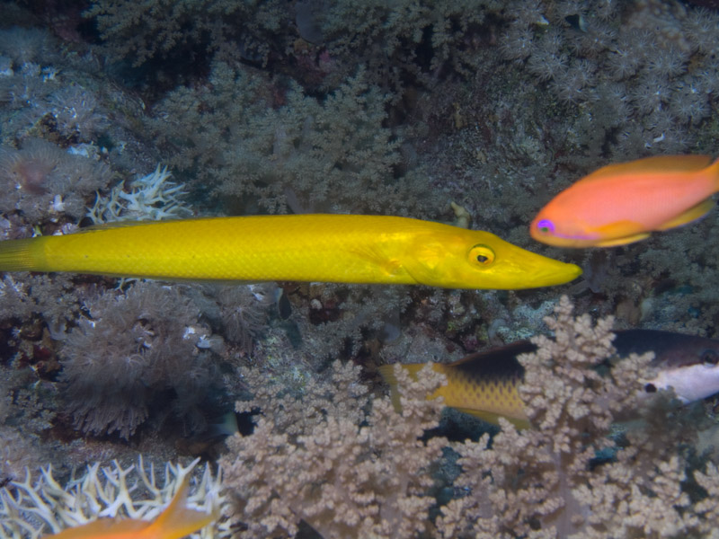 Photo at Shark & Yolanda Reefs:  Cigar wrasse
